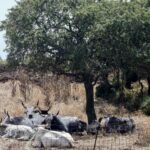 Steakhouse Šantamarina - fotografija