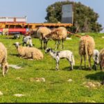 Steakhouse Šantamarina - fotografija